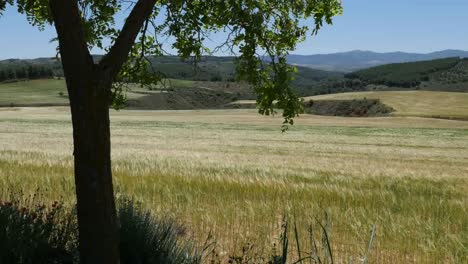 Spanien-Meseta-Baum-Umrahmt-Weizenfeld