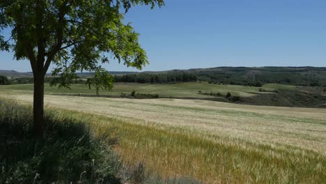 Spain-Meseta-Wheat-And-Tree-In-Rolling-Landscape