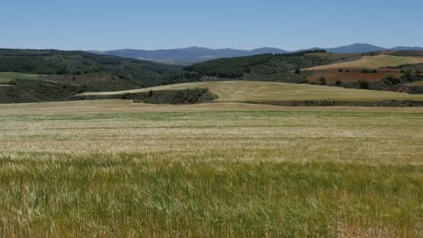 Spanien-Meseta-Weizen-In-Hügeliger-Landschaft