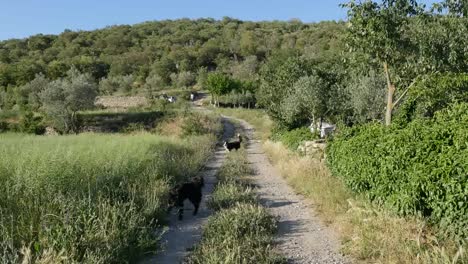Spain-Pyrenees-Country-Lane-And-Dogs-Fetching-Stick