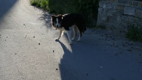 Spanien-Pyrenäen-Hund-Und-Schatten