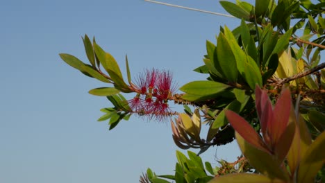 Greece-Crete-Bottlebush