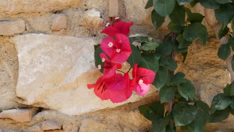 Griechenland-Kreta-Bougainvillea-Auf-Steinmauer