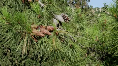 Grecia-Creta-Conos-De-Pino-En-El-árbol