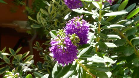 Griechenland-Kreta-Lila-Blume-Im-Garten