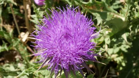 Greece-Crete-Purple-Thistle-Flower