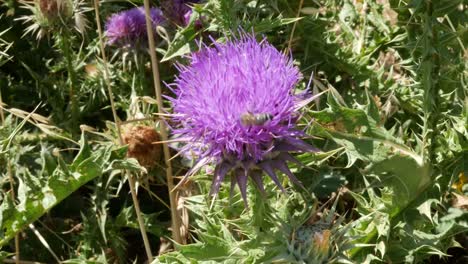 Griechenland-Kreta-Lila-Distel-Mit-Biene