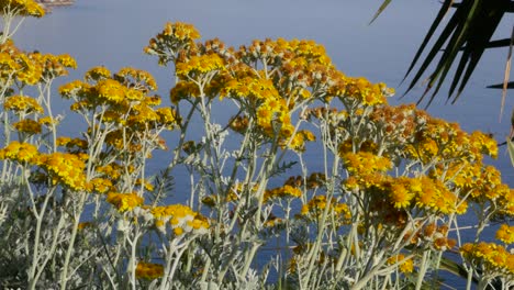 Greece-Crete-Yellow-Flowers-With-Flying-Insects