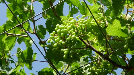 Greece-Crete-Young-Grapes