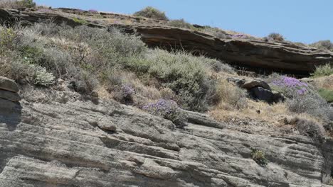 Greece-Santorini-Flowers-By-Volcanic-Stone