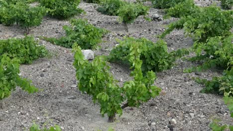 Griechenland-Santorini-Weinrebenini