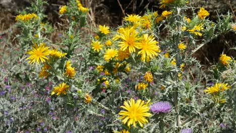 Greece-Santorini-Yellow-Flowers