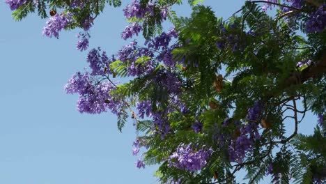 Griechenland-Jacaranda-Baum-Blüht