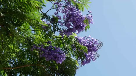 Greece-Jacaranda-Tree-In-Bloom