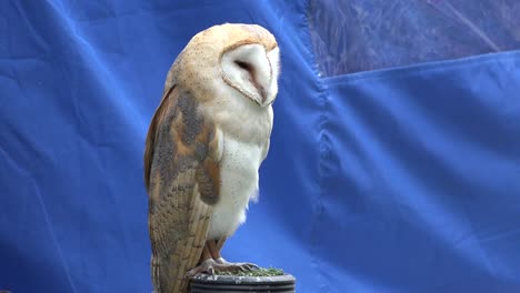 Ireland-Birds-Owl-With-Blue-Background