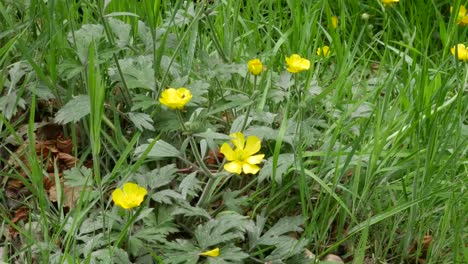 Irland-Butterblume-Blume