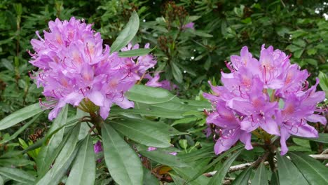 Irland-Rhododendron-Blumen