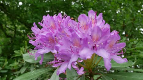 Irland-Rhododendron-Rosa-Blüten-Mit-Biene