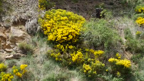 Spanien-Pyrenäen-Spanische-Besenblumen