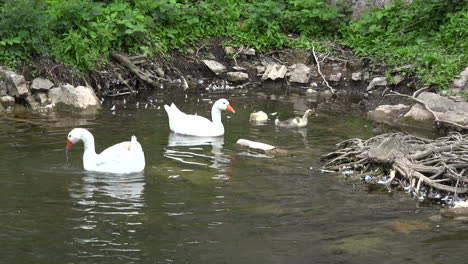 Ireland-Cahir-Geese-And-Goslings-