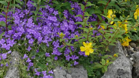 Ireland-County-Clare-Adria-Bellflower-And-Hoary-Rockrose