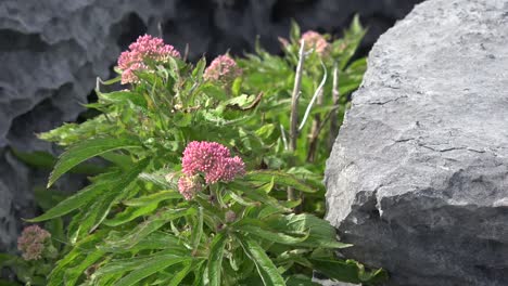 Ireland-County-Clare-Hemp-Agrimony-In-The-Burren-Amid-Rocks