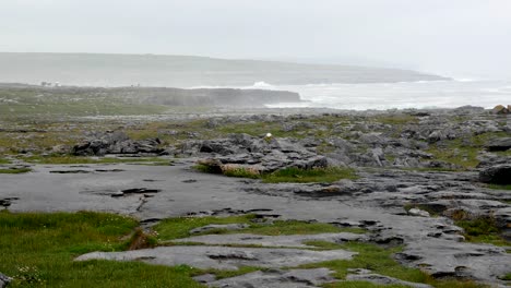 Ireland-County-Clare-Limestone-Rocks-On-Coast