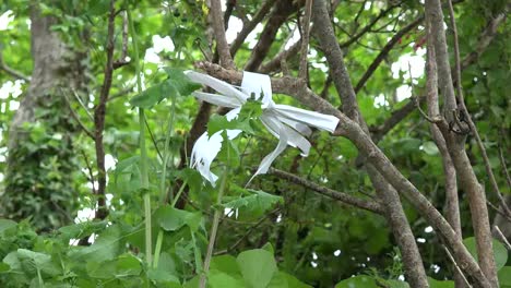 Ireland-County-Clare-Rag-Offering-On-Shrub-St-Brigids-Holy-Well