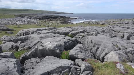 Irlanda-Del-Condado-De-Clare-Rocks-Del-Burren-Con-Flor-En-Crack