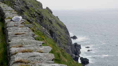 Irlanda-Dingle-Península-Slea-Head-Gaviota