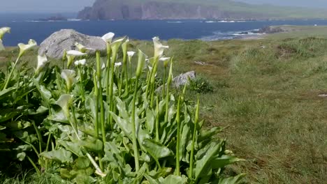 Ireland-Dingle-Peninsula-Coastal-Landscape-With-Calla-Lilies-Tilt-Up