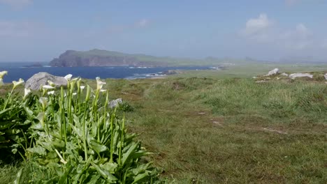 Irland-Dingle-Halbinsel-Küstenlandschaft-Mit-Calla-lilien
