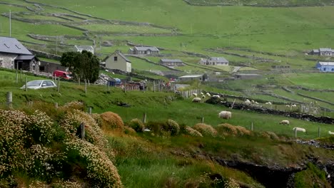 Ireland-Dingle-Peninsula-Farm-Buildings-Pan
