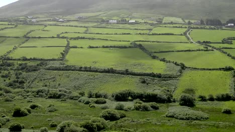 Irlanda-Paisaje-De-Dingle-Con-Setos