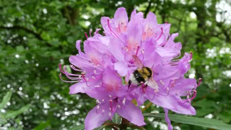 Irland-Rhododendron-Rosa-Blüten-Mit-Hummel