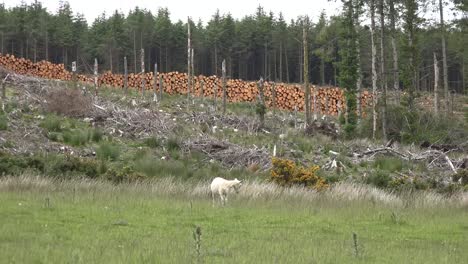 Irland-Schafe-Durch-Abgeschnittene-Fläche