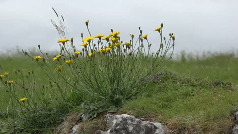 Ireland-The-Burren-Grasses-And-Hawksweed-