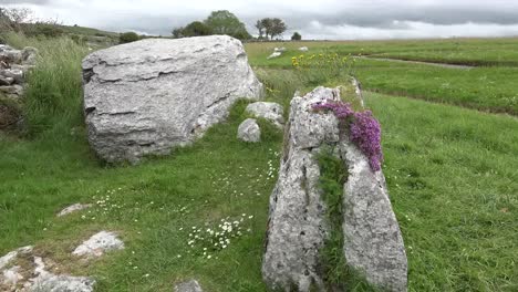 Irland-Der-Burren-Kalksteinfelsen-Mit-Wildem-Thymian-Und-Gras