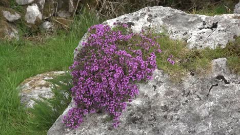 Irland-Die-Burren-Kalksteinfelsen-Mit-Wildem-Thymian