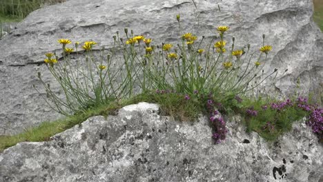 Irland-Die-Burren-Kalksteinfelsen-Mit-Gelbem-Habichtskraut-Weht