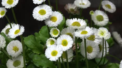 Ireland-Annual-Fleabane,-Erigeron-Annuus