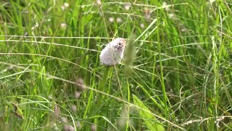 Ireland-Clara-Bog-Harestail-Cottongrass-And-Grass