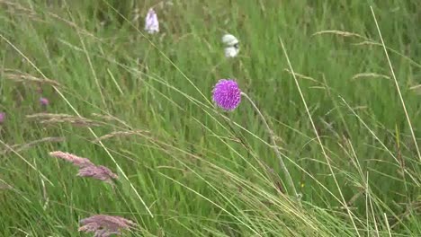 Irland-Clara-Moor-Wiesendistel