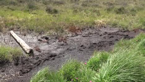 Ireland-Clara-Bog-Mud-And-Grass