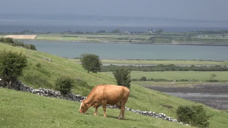 Irlanda-Del-Condado-De-Clare-Vaca-Pastando-En-La-Ladera-Sobre-El-Estuario
