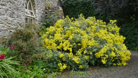 Irlanda-Del-Condado-De-Sligo-Arbusto-De-Flores-Amarillas-Por-Un-Muro-De-Piedra