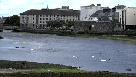 Irland-Galway-Stadtvögel-An-Der-Bucht