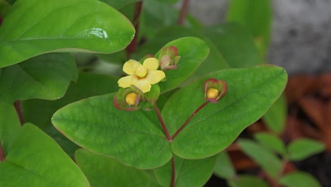 Ireland-Yellow-St-John's-Wort-Growing-In-The-Burren