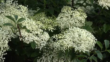 Irlanda-flores-en-un-arbusto-de-saúco