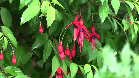 Ireland-Fuchsia-Flowering-In-West-Cork-